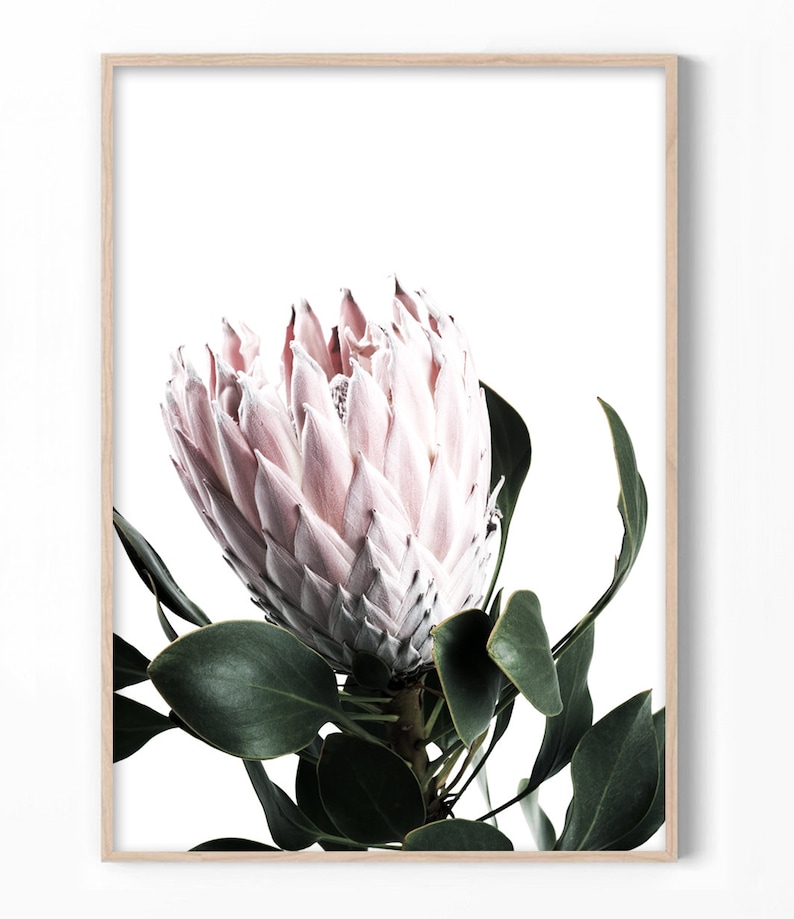 May include: A close-up of a pink protea flower with green leaves against a white background. The flower is in bloom and has a delicate, textured appearance.