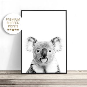 May include: Black and white photograph of a koala bear looking directly at the camera.