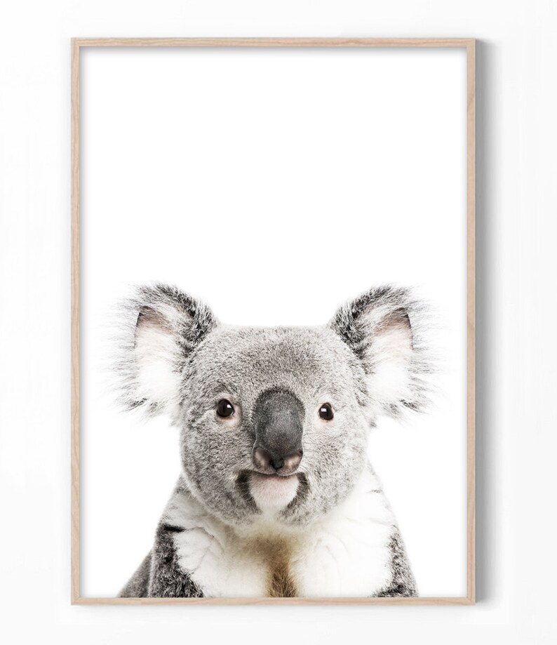 Koala Wall Art Print Australian Animal Photography Koala Etsy