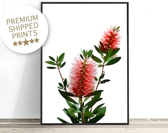 Bottlebrush Print, Australian Native Print Flora, Botanical Wall Art, Red Flower Photography, Australian Plant, Flower Art