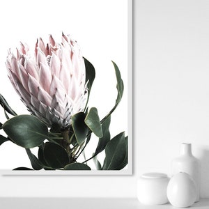 May include: A close-up of a pink protea flower with green leaves against a white background.