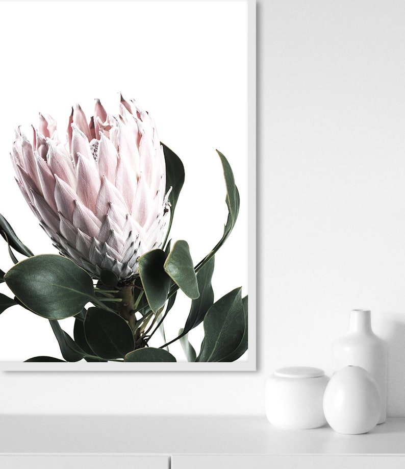 May include: A close-up of a pink protea flower with green leaves against a white background.