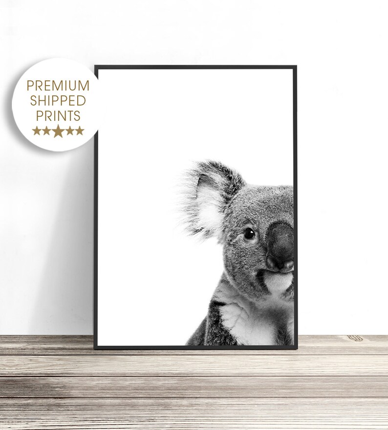 May include: Black and white photograph of a koala bear peeking out from the side of the frame. The koala has a fluffy coat and large, dark eyes.