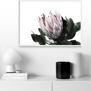 May include: A close-up of a pink and white protea flower with green leaves against a white background. The flower is in focus, while the background is blurred.