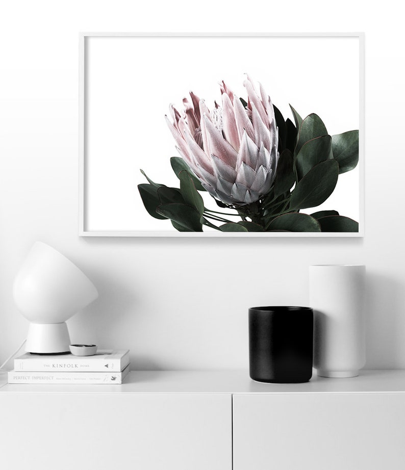 May include: A close-up of a pink and white protea flower with green leaves against a white background. The flower is in focus, while the background is blurred.