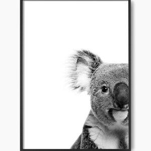 May include: Black and white photograph of a koala bear's face peeking out from the right side of the image.