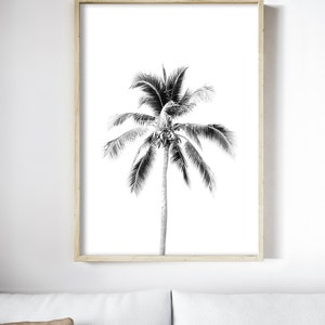 May include: Black and white photograph of a palm tree against a white background. The palm tree is in a simple wooden frame.