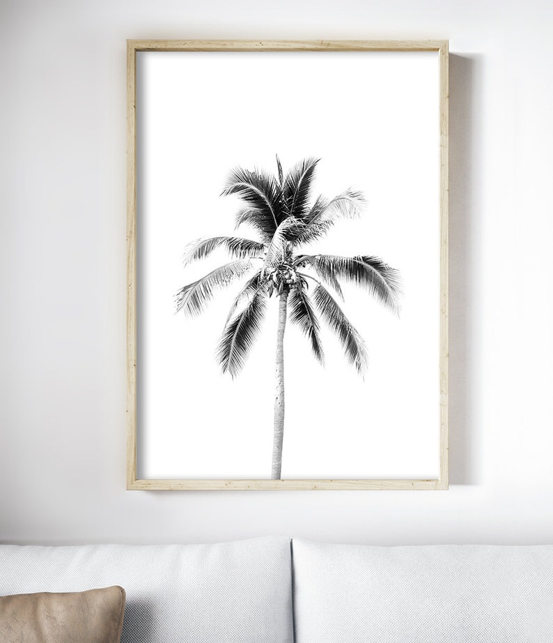 May include: Black and white photograph of a palm tree against a white background. The palm tree is in a simple wooden frame.