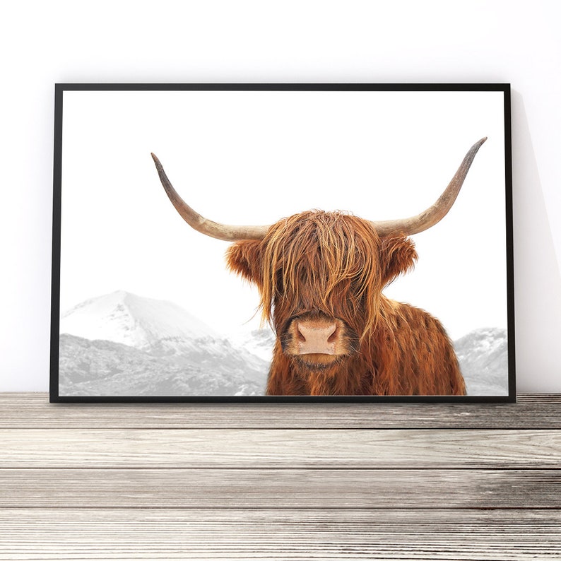 Scottish Highland Cow Print Bull Photography Large Image 0