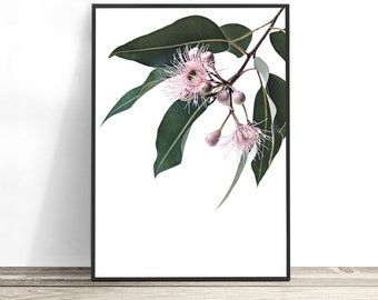 Australian Flower Print, Gum Blossom Print, Australian Native Print, Gumtree Leaf Print, Gumnut, Eucalyptus Print, Floral Botanical Wall Art