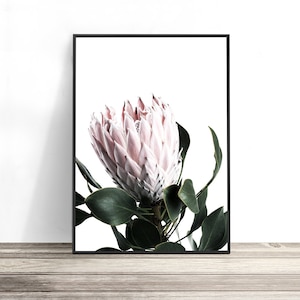 May include: A close-up of a pink protea flower with green leaves against a white background.