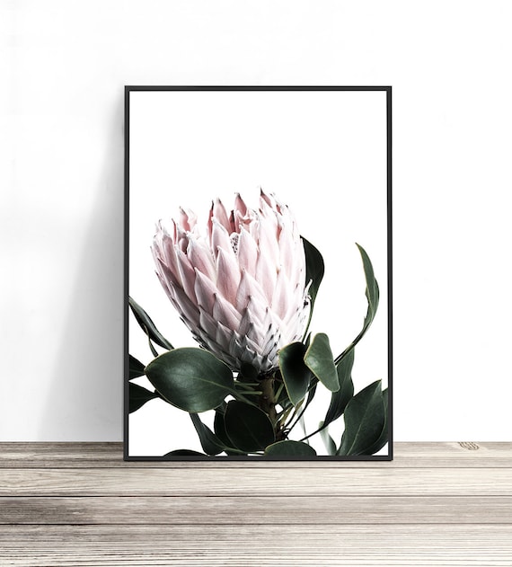 Protea Art, Blush Pink Wall Art, Flower Photography, Protea Print, Protea Flower Print, Flower Art, Flower Wall Art, Blush Pink Decor
