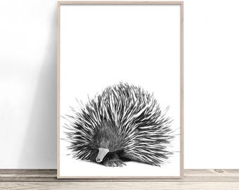 Echidna Native Australian Animal Print. Black and White Australian Wall Art, Australiana Wildlife Photo, Photography Print