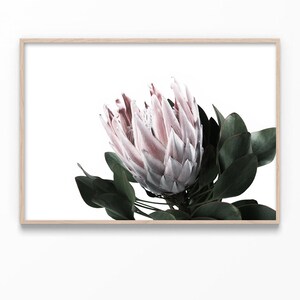 May include: A close-up of a pink and white protea flower with green leaves against a white background.