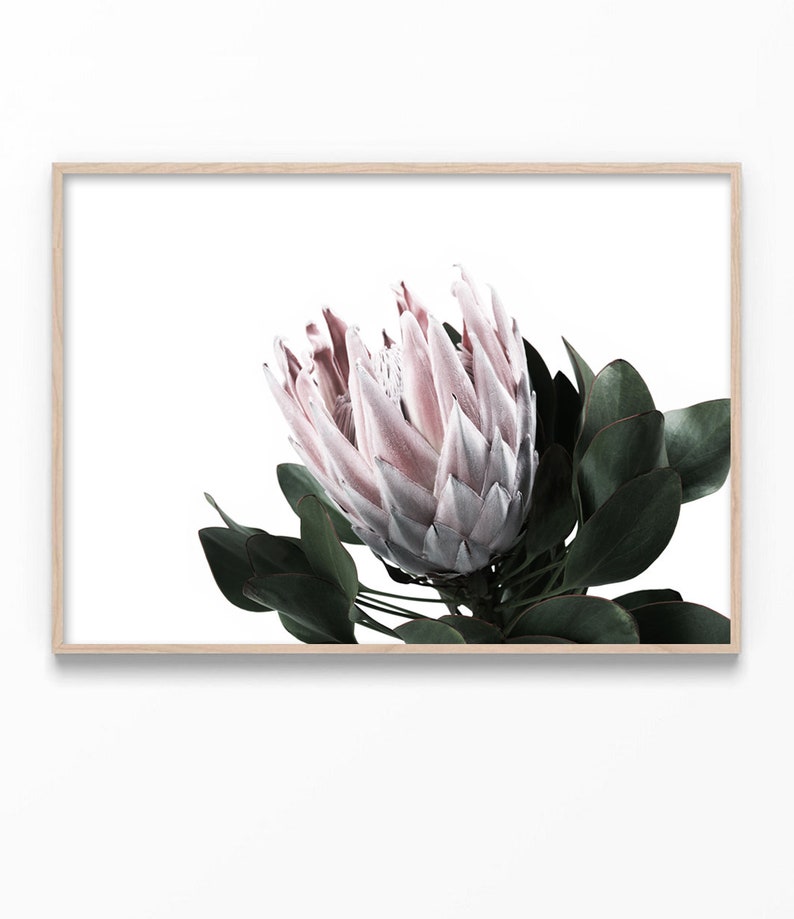 May include: A close-up of a pink and white protea flower with green leaves against a white background.