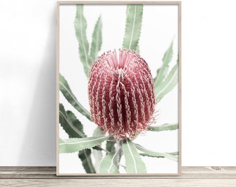 Banksia Print | Australian Native Flower Wall Art | Modern Australiana Decor | Pink Floral Photography | Botanical Poster Artwork