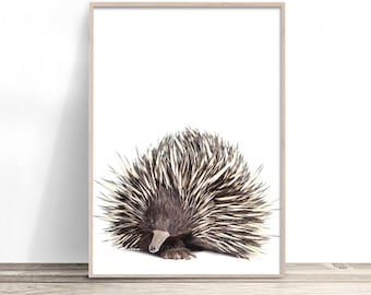 Echidna Print, Native Australian Animal Prints, Australian Wall Art, Australian Native Print, Australiana Photography Artwork