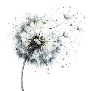 Könnte beinhalten: Aquarellmalerei einer Pusteblume in Grau- und Weißtönen, mit einigen davonfliegenden Samen. Der Blütenkopf ist detailliert mit feinen Linien und Texturen, vor einem weißen Hintergrund mit subtilen Farbspritzern.