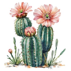 15 Clipart cactus du désert l Mélange de cactus en fleurs l Téléchargement numérique JPG l Clipart aquarelle imprimable