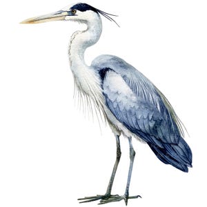 17 Blauer Reiher Clipart l Vogel l JPG Digital Download l Druckbare Aquarell Clipart l Junk Journal l Papiermodell