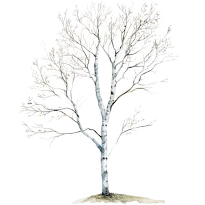 10 Clipart de árvore de bétula l Decoração de outono l Download digital em JPG l Clipart de aquarela para impressão l Diário de lixo l Artesanato em papel