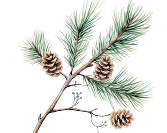 May include: Watercolor painting of a pine branch with three brown pine cones. The branch has green needles and is isolated on a white background.