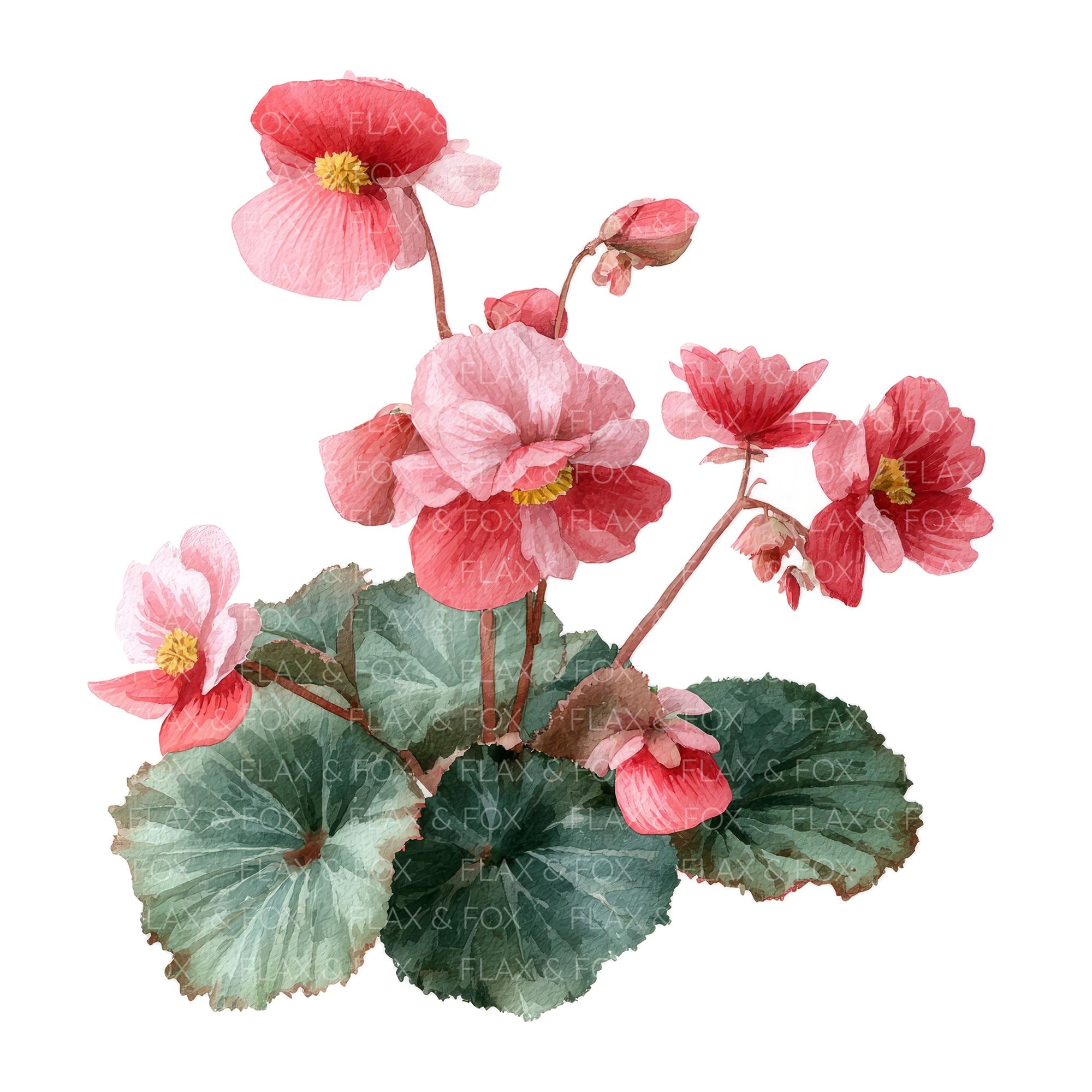 ベゴニアの花のクリップアート20点 l ピンクの花の枝 l JPGデジタル