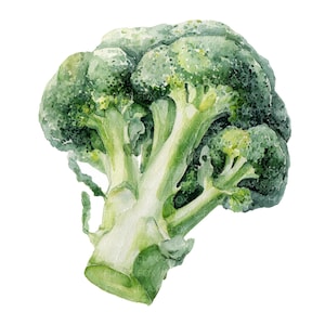 Könnte beinhalten: Aquarellillustration eines frischen Brokkoliröschens. Das Bild zeigt die grünen und hellgrünen Farbtöne des Gemüses mit detaillierten Texturen und Schattierungen. Der Brokkoli ist vor einem sauberen weißen Hintergrund dargestellt, der seine natürliche Form hervorhebt.