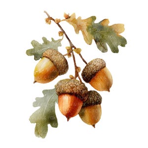 May include: Watercolor illustration of an oak branch with several acorns and leaves. The acorns are a mix of brown and orange, with textured caps. The leaves are green and gold, set against a white background.