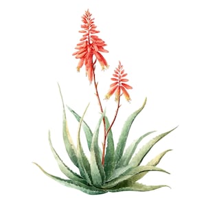 hyaluron aloe vera NFK Hyaluron Aloe Vera Pflege fr den Mann  Opern Apotheke Graz