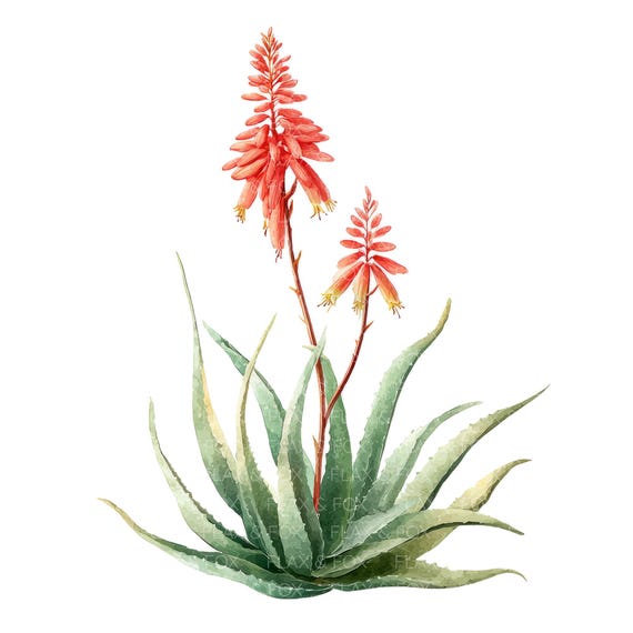 aloe vera saft als gesichtswasser Himalaya Feuchtigkeitsspendendes Aloe Vera Gesichtswasser