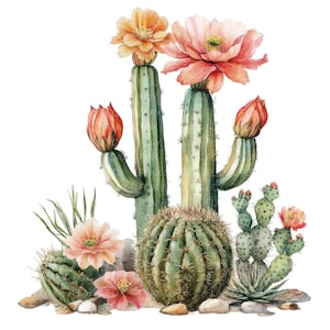 16 woestijncactus clipart l bloeiende cactus mix l JPG digitale download l afdrukbare aquarel clipart