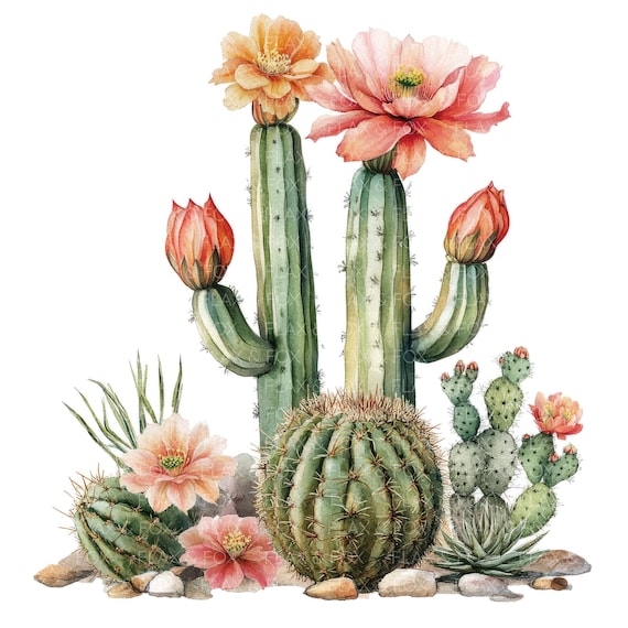 16 Desert Cactus Clipart L Blooming Cactus Mix L JPG Digital Download L  Printable Watercolor Clipart - Etsy Norway