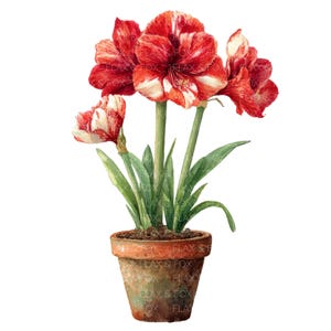 Pode incluir: Ilustração em aquarela de uma planta de amarílis em vaso. As flores são de um vermelho vibrante com listras brancas, e as folhas são verdes. O vaso é de cor terracota envelhecida, e o solo é visível. O tema geral é floral e botânico.
