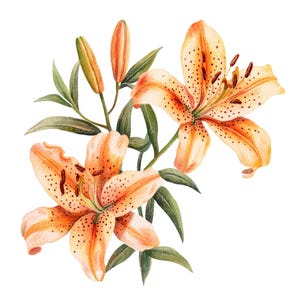 10 Tiger Lily Clipart l Flor de laranjeira aquarela l Download digital JPG l Clipart aquarela para impressão l Diário de lixo l Artesanato em papel