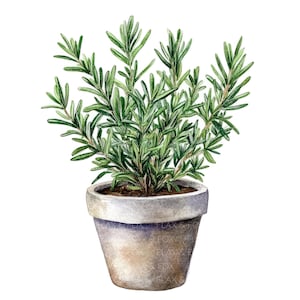 21 verschillende keukenkruiden in potten clipart l ingemaakte kruid l JPG digitale download l afdrukbare aquarel clipart