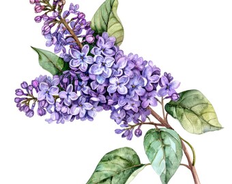 10 ライラック クリップアート l 紫色の花 l JPG デジタル