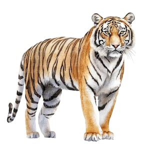 14 Cliparts de Tigre l Retrato de Animal de Safári l Download Digital em JPG l Clipart de Aquarela para Impressão l Diário de Lixo l Artesanato em Papel