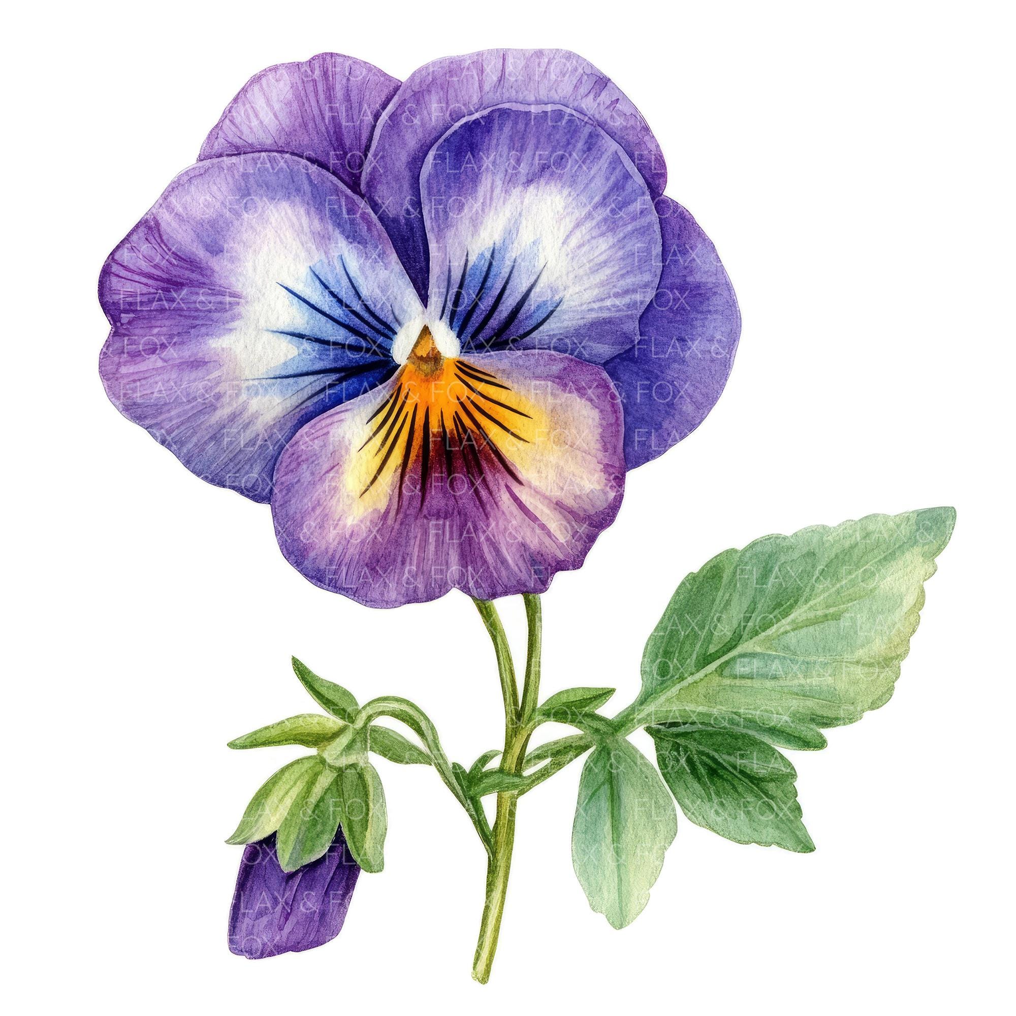 20 Pansy Flower Clipart L Purple Flowers L JPG Digital Download L ...
