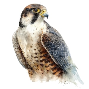 Op de afbeelding: Waterverfschilderij van een valk met gedetailleerde veren in bruin, wit en grijs. De vogel heeft een gele snavel en oog, en staat tegen een witte achtergrond. Het kunstwerk toont het profiel van de vogel.