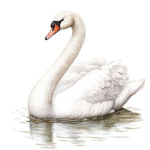 18 Cliparts de Cisnes l Cisnes Brancos l Download Digital em JPG l Clipart de Aquarela para Imprimir l Diário de Lixo l Artesanato em Papel