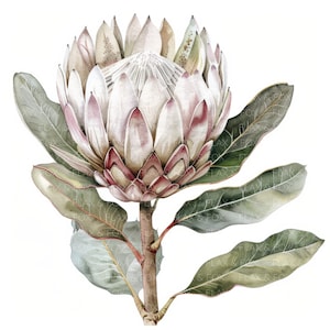 10 Clipart de Protea Branca l Flor de Protea Rei em Aquarela l Download Digital em JPG l Clipart de Aquarela para Impressão l Diário de Lixo l Artesanato em Papel