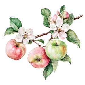10 Apple Clipart l Frutas Flores Folhas l Download Digital JPG l Clipart de Aquarela para Imprimir l Diário de Lixo l Artesanato em Papel