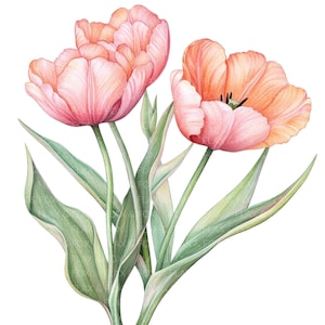 14 Tulips Clipart l Spring Flowers l JPG Digital Download l Printable Watercolor Clipart l Junk Journal l Paper Craft