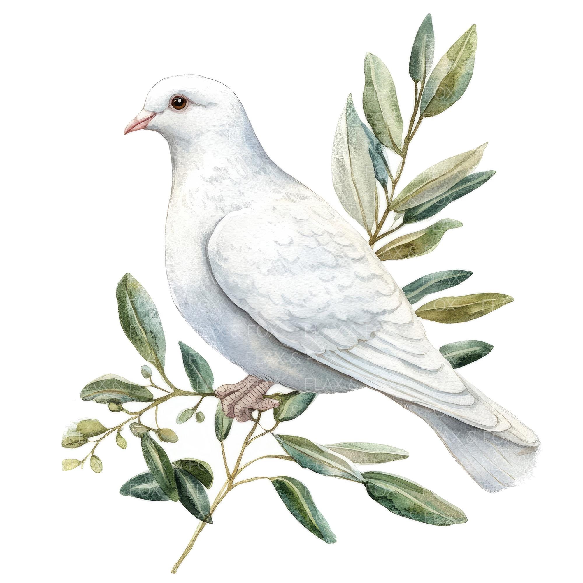 12 白い鳩のオリーブの枝のクリップアート l 平和の鳩 l JPG デジタル