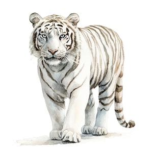12 Cliparts de Tigre Branco l Retrato de Animal l Download Digital em JPG l Clipart de Aquarela para Imprimir l Diário de Lixo l Artesanato em Papel