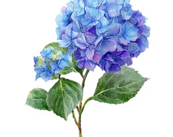 16 アジサイの花のクリップアート l 紫と青の花 l JPGデジタル