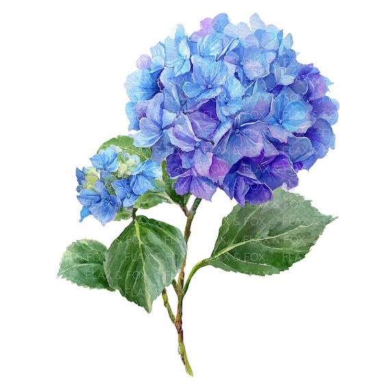 16 アジサイの花のクリップアート l 紫と青の花 l JPGデジタル