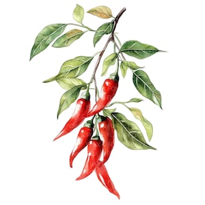 10 Chili Clipart l Chilischoten mit Blättern l Küche Essen l JPG Digital Download l Printable Aquarell Clipart