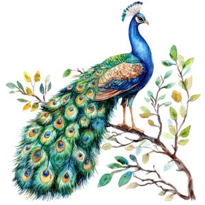 May include: A watercolor painting of a blue and green peacock perched on a branch with its tail feathers spread out behind it.